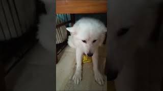 dog reaction  #dog #dogbreeds #spitz #shorts #youtubeshorts #funny #comedy #dogshorts