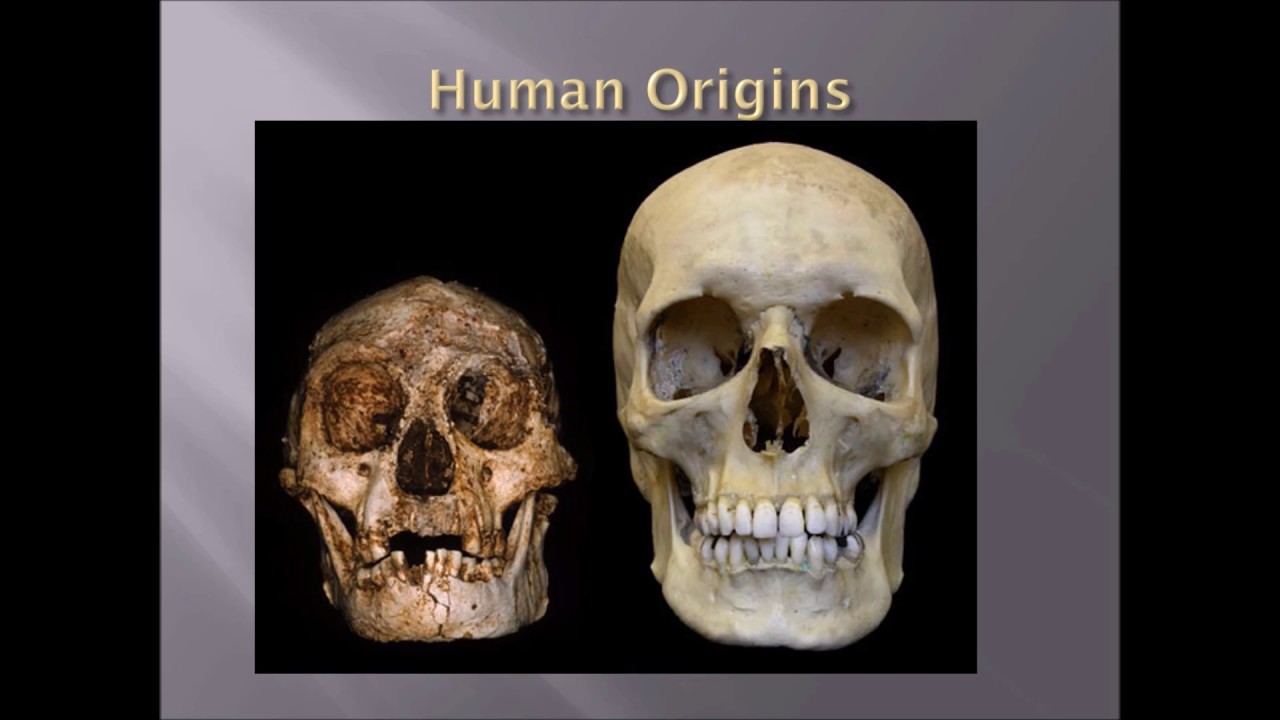 Intro To Physical Anthropology