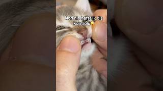 Kedim Norinin Haftalık Diş Kontrolü