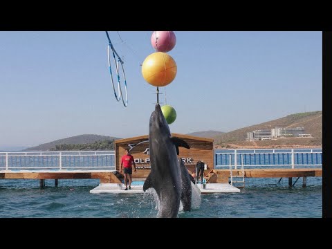 yunus gösterisi dolphin park adaland