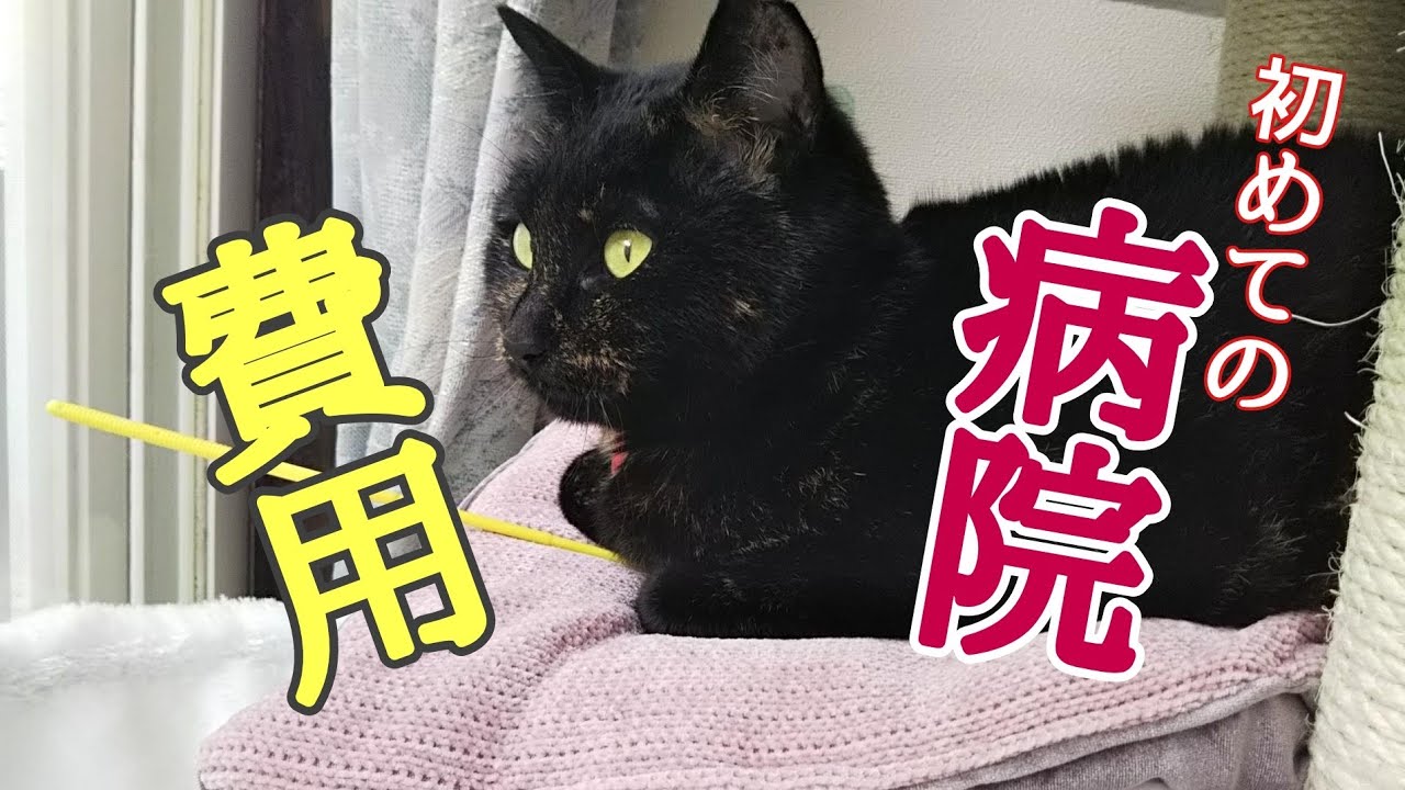 猫 病院 初診費用】 野良猫を初めて病院に連れて行った時の費用 ムギの 