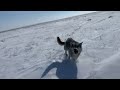 wolf hunting Охота на волков в степях Казахстана. Wolf hunting in Kazakh steppe