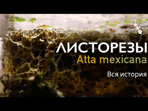 Видео: МУРАВЬИ ЛИСТОРЕЗЫ ATTA MEXICANA - ВСЯ ИСТОРИЯ