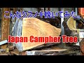 こんなクスノキ挽いてみた。Japan Campher Tree!!