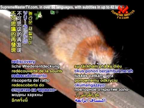 ribben Gum Sanders Red Crested Tree Rat l Remarkable - Our Breathing Planet