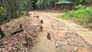 Toque Macaques Udawatta Kelle Forest - Sri Lanka 26-3-24 Howard Vaughan