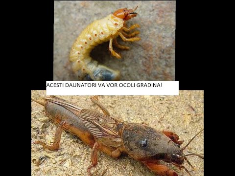 Video: Cum să scapi de viermi de larva?