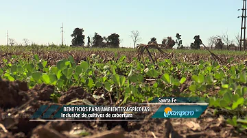 ¿Qué planta protege a los suelos?