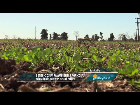 Video: ¿Qué se considera un cultivo de cobertura?