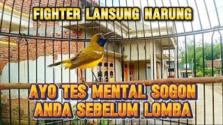 SOGON FIGHTER GACOR UNTUK TES MENTAL SEBELUM LOMBA #sogon #sogongacor #pancingansogon 