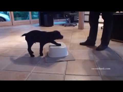 Video: Sådan Træner Du En Labrador Hvalp