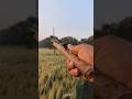 Glass marbles Slingshot Innovation #ationDIY #BambooCraft #Creative #Slingshot #shorts