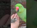 mitthu video mitthu short main tota main tota mitthu mitthu song viral song parrot #parrot #song
