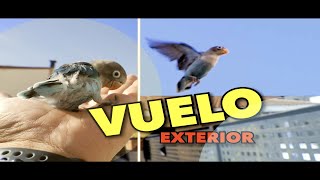 Vuelo al aire libre exterior entrenar Agapornis