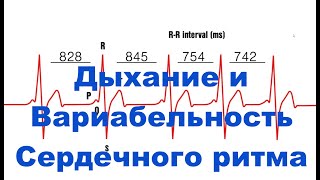 Дыхание и Вариабельность Сердечного Ритма