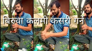 बिरुवा कलमी कसरी गर्ने /biruwa kalami kasari garne /Bishnu koirala=new nepali video 2078/2021