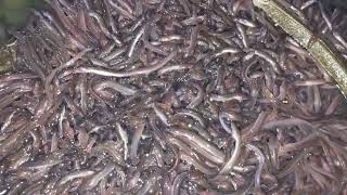 Eel Farming in the Philippines | Lucrative Business