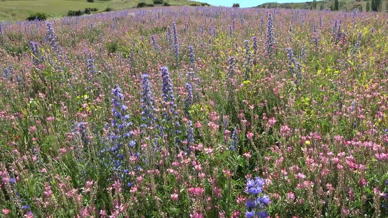 İNSANA HUZUR VEREN KUŞ SESLERİ, ARI VIZILTISI VE CIRCIR BÖCEĞİ: TARLALARDA RENGÂRENK BİTKİ VE ÇİÇEK