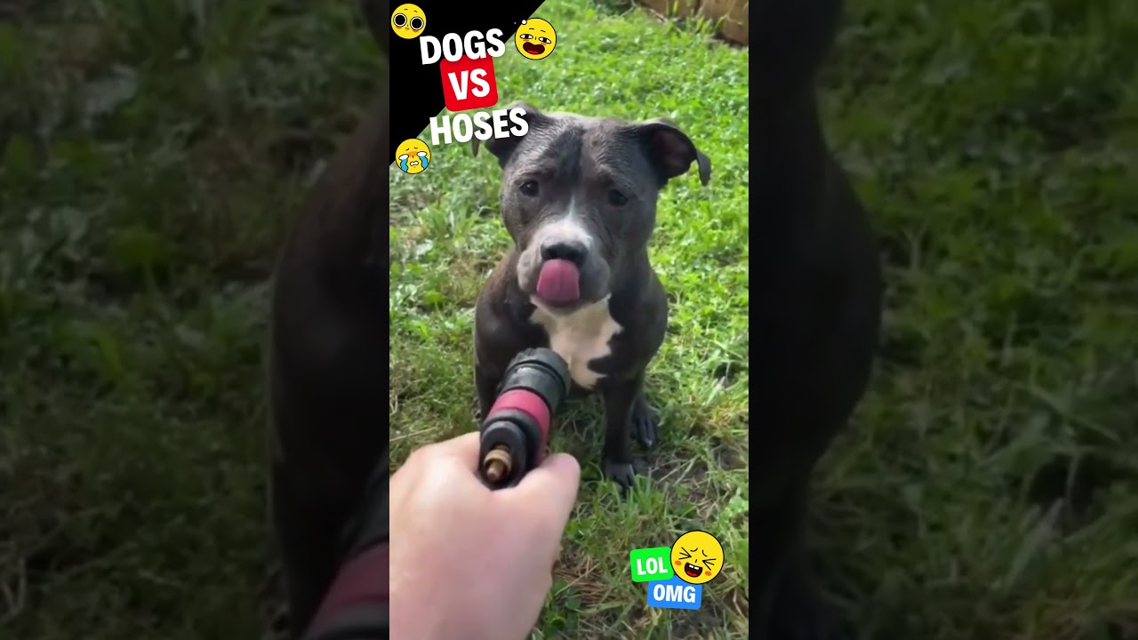 Dogs vs Hoses 