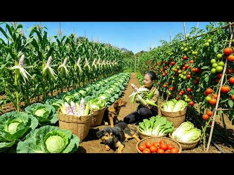 Harvest Waxy Corn, Chayote, Cabbage, Tomatoes - Sell - Cook Delicious Meals With Them - Solo Farming