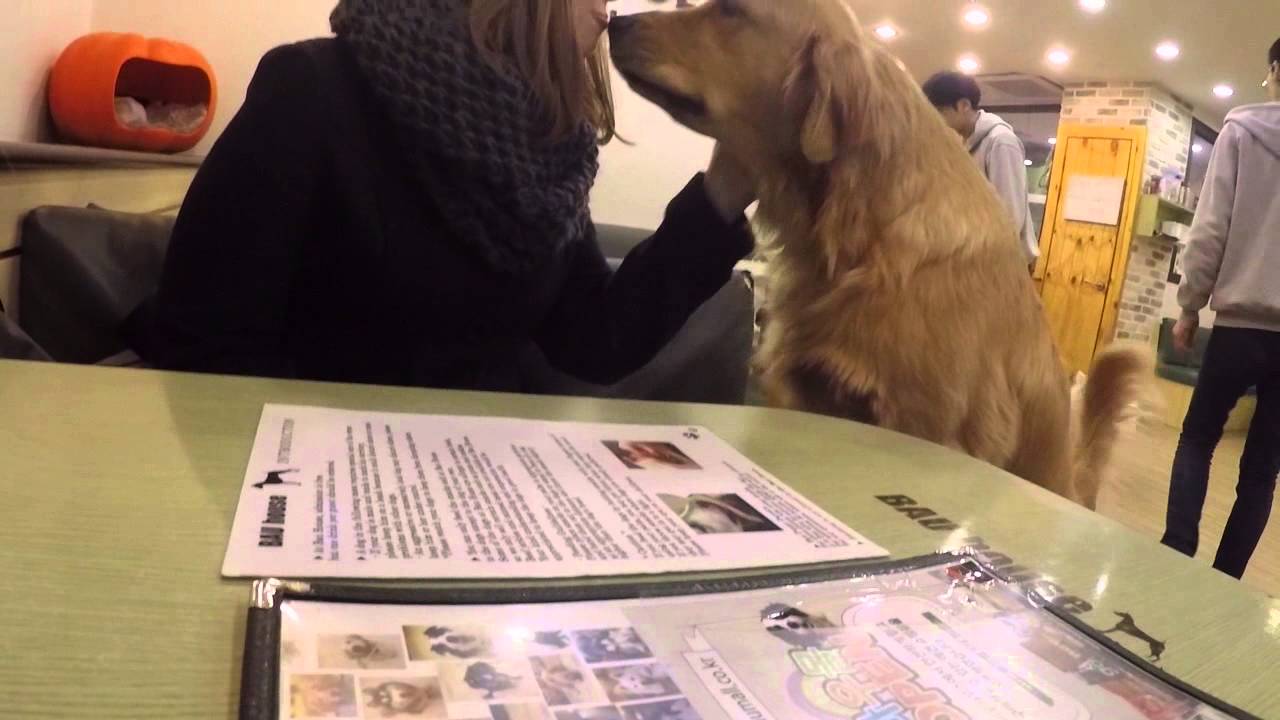 DOG CAFE SEOUL, KOREA YouTube