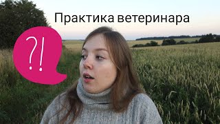 ПРАКТИКА ВЕТЕРИНАРА | УЧЕБА В ТИМИРЯЗЕВКЕ