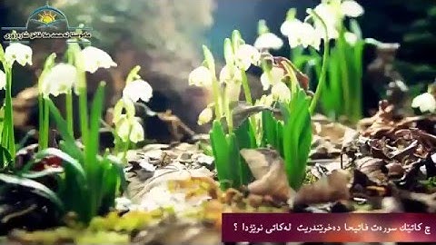خوێندنی سوره‌تی فاتیحه‌ له‌ نوێژ دا