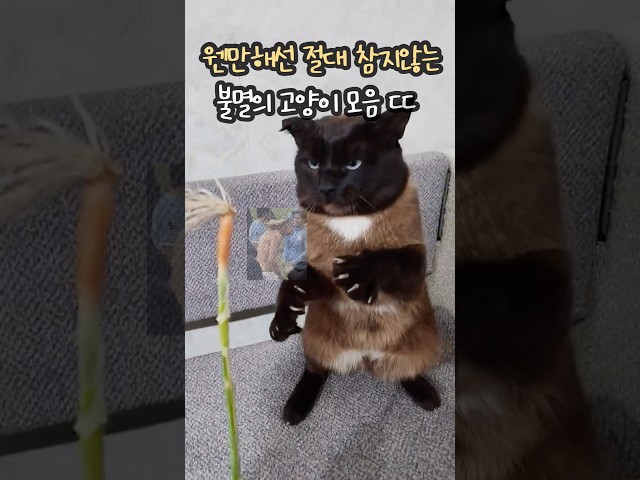 웬만해선 절ㄷㅐ참지 않는 불멸의 고영희들 모음 ㄷㄷ
