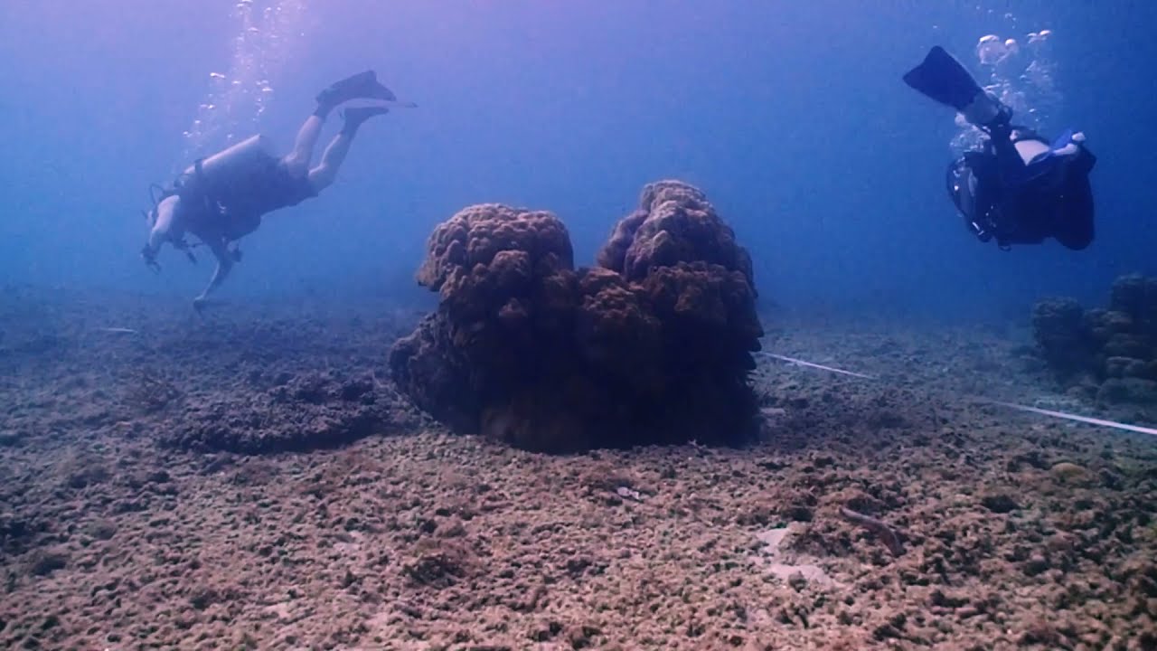 A Look Into Reef Check Surveys