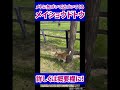 メトに気づいて近づいてくるメイショウドトウ #北海道#新冠町#競走馬#引退競走馬#サラブレッド#猫#看板猫#ノーザンレイク#メト#メイショウドトウ