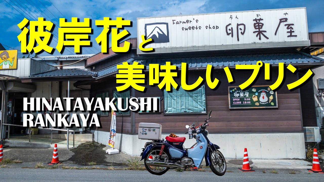 【おいしいプリン】伊勢原、厚木、相模原をカブ散歩する！日向薬師の彼岸花、卵菓屋のプリン、南哲のうどん｜スーパーカブC125【モトブログ＃109】#プリン #うどん #彼岸花 #コーヒー #カフェ