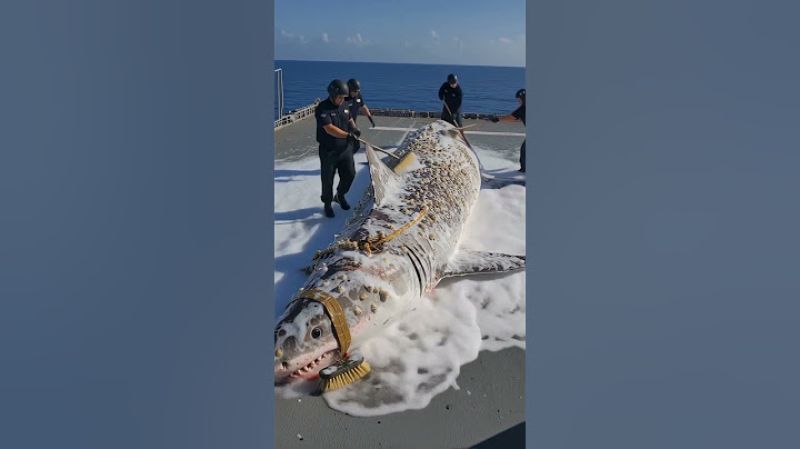 Miltiary Soldiers Save Stranded Greate White Shark