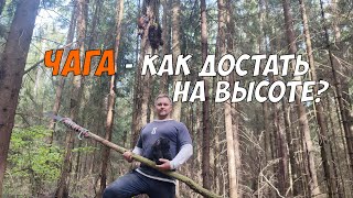 Берёзовая чага - как достать её на большой высоте?