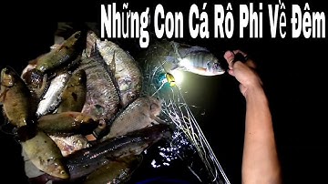Thăm Lưới Đêm Toàn Cá Rô Phi, Mùa Nước Lũ | Câu Cá Giải Trí TV