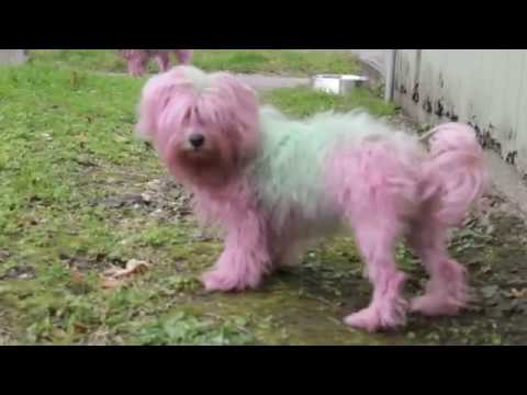 How to dye your dog pink and green -DIY