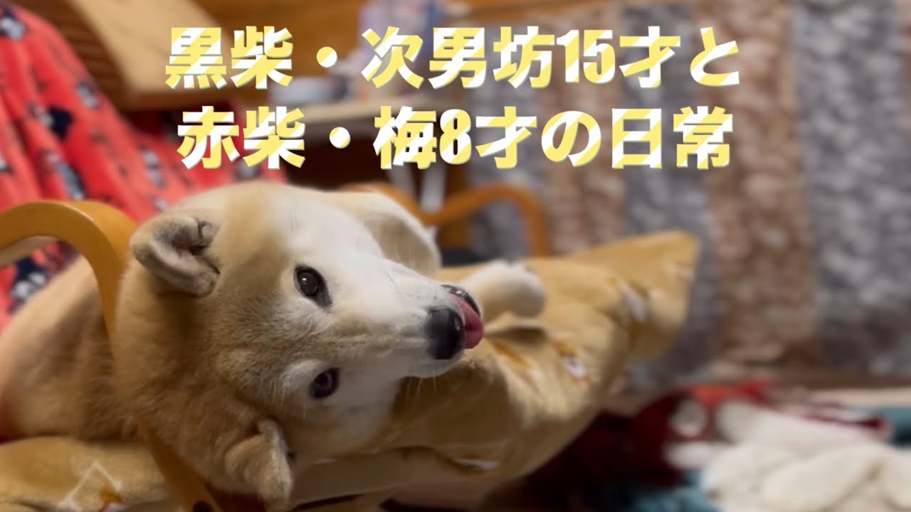 【柴犬・次男坊15才と梅8才の日常】@shiba5548 #柴犬のいる暮らし #柴ズ母ちゃんのドタバタ劇場の動画はこちら 