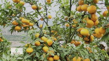 1.500 HA CAM CANH TRỒNG TRÊN GỐC BƯỞI RA QUẢ SAI TRĨU CÀNH