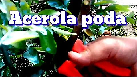 Qual a melhor época para podar acerola?