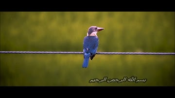 سورة الاخلاص بصوت القارئ - ابراهيم الحق