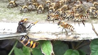 怒り狂うミツバチの大群にスズメバチを近づけると...