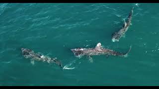 Basking Sharks 10 May 2024