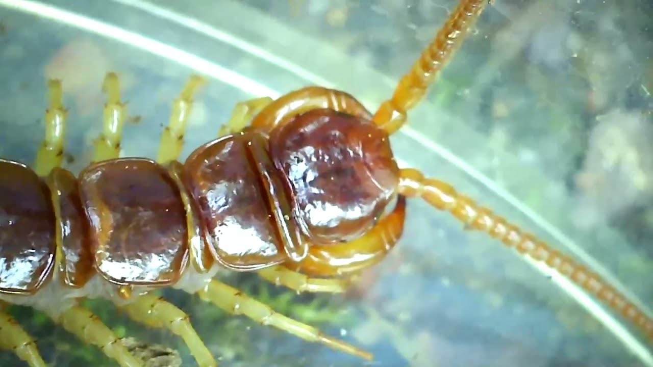 Stone centipede - Lithobie à pinces (Lithobius forficatus)