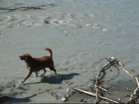 Goldie the Water Dog.