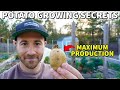 How To Plant Potatoes For MAXIMUM POTATO PRODUCTION!
