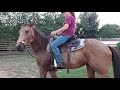 Training horse latte first ride under saddle in the round pen