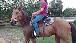 Training horse latte first ride under saddle in the round pen