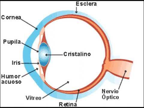 Los nombres de las partes del ojo