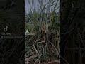 Washaanza Usumbufu рџ Ј Voiceeffects Comedy Chnnelgoals Funnyvideos Washaanza Usumbufu рџ Ј Voiceeffects Comedy Chnnelgoals Funnyvideos
