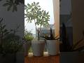 🌧️🌿"Rainy Days, Happy Plants | Garden Tour in the Rain"
