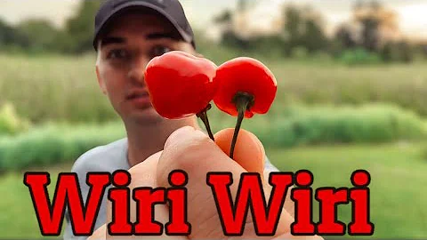 Wiri Wiri | Crunchy, Juicy, Hot! | Pepper Review